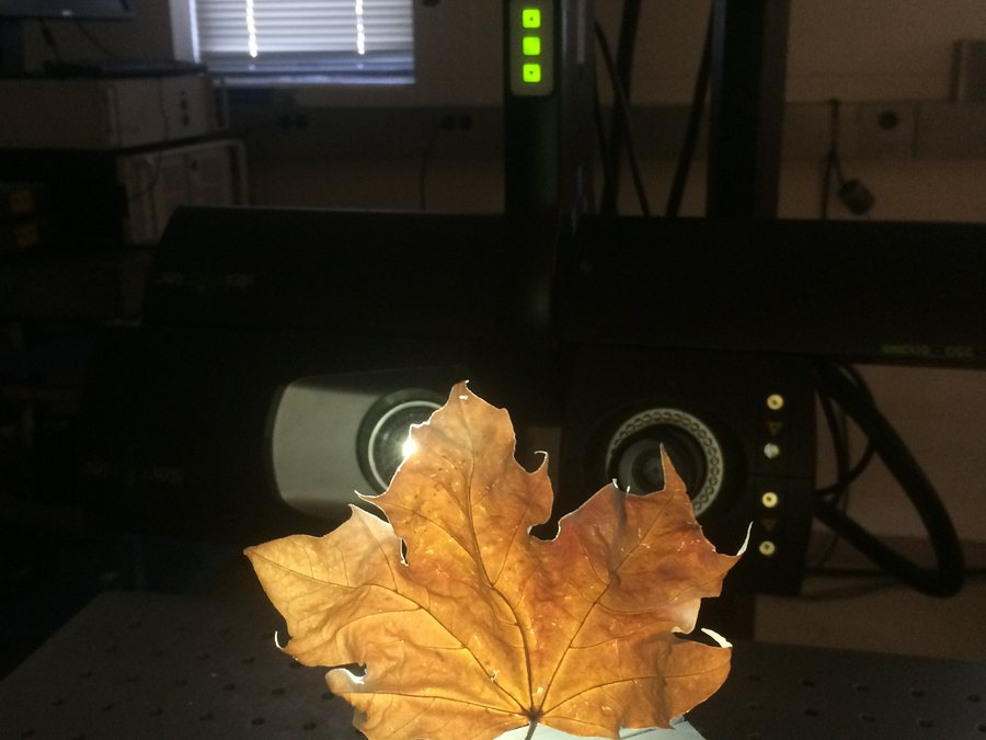 Maple Leaf