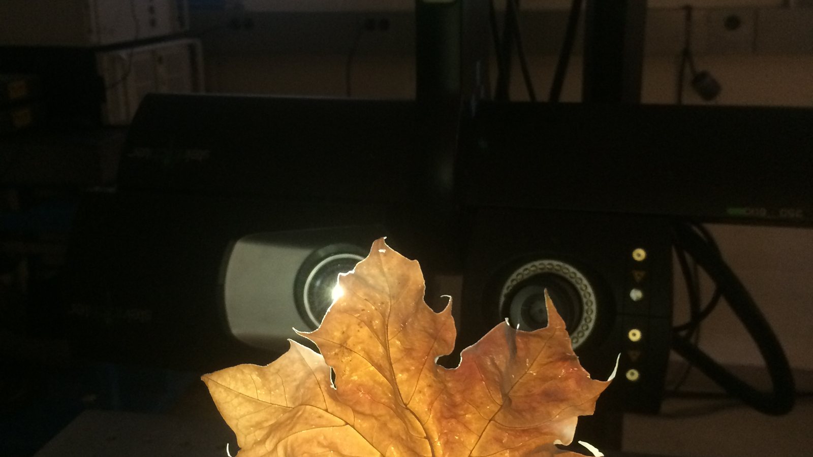 Maple Leaf
