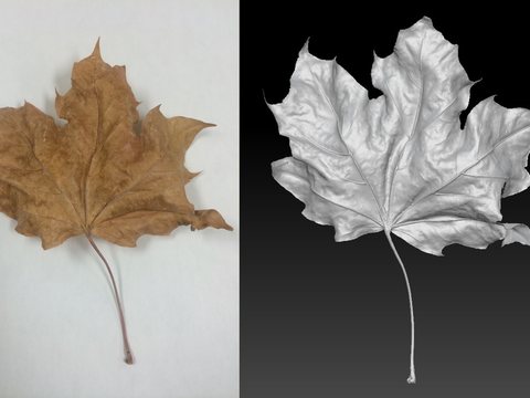 Maple Leaf — view 3