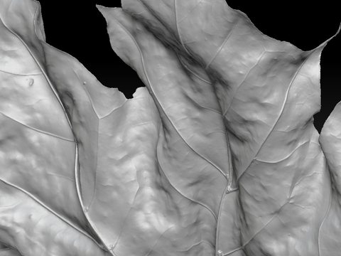 Maple Leaf — view 4