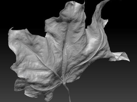 Maple Leaf — view 5