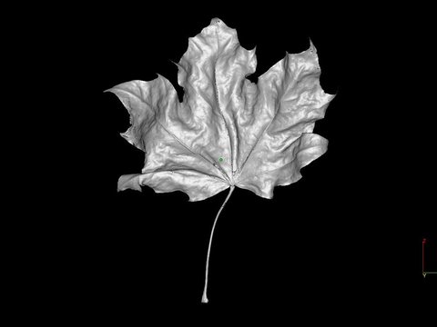 Maple Leaf — view 7