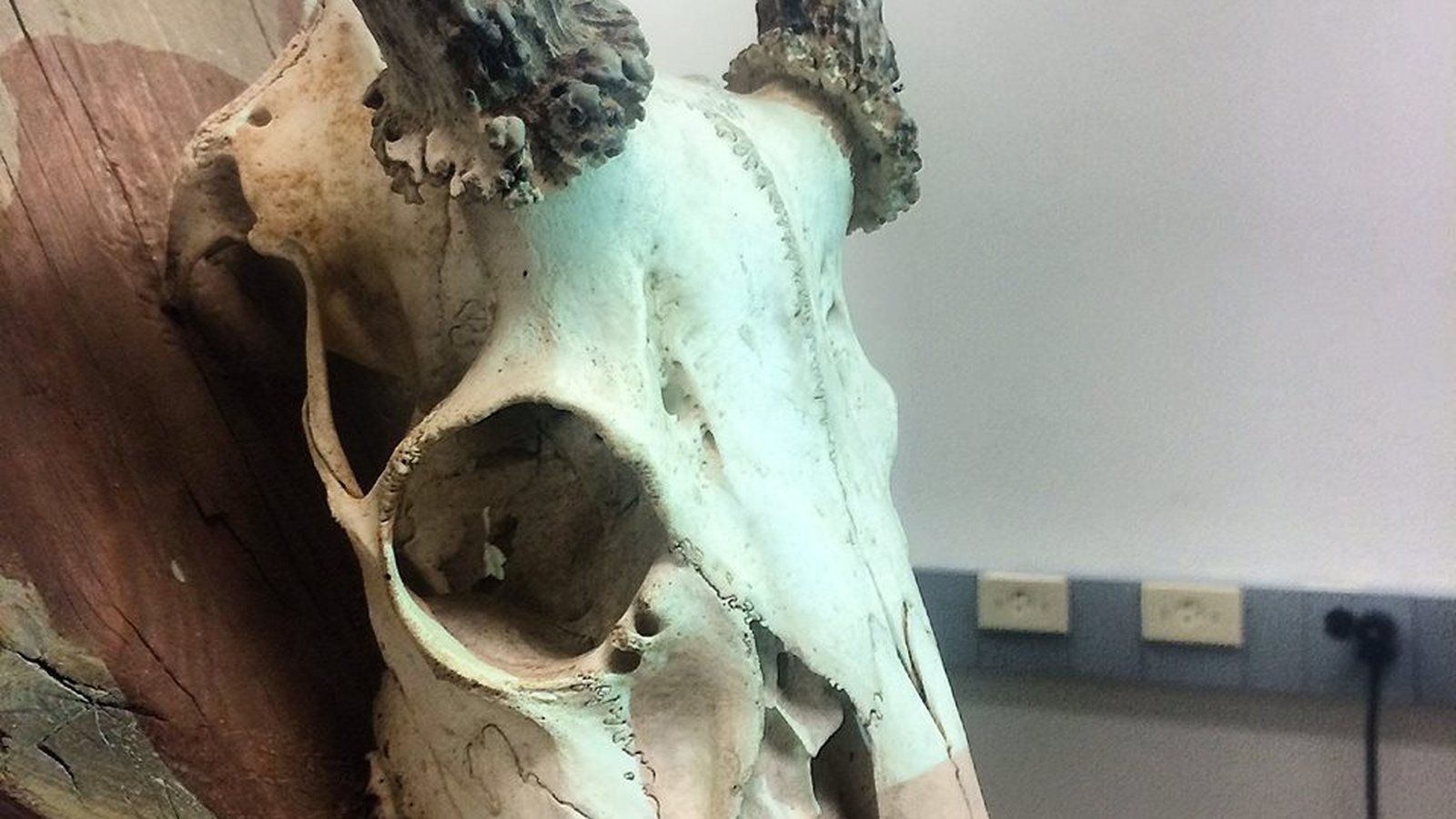 Rat With Antlers