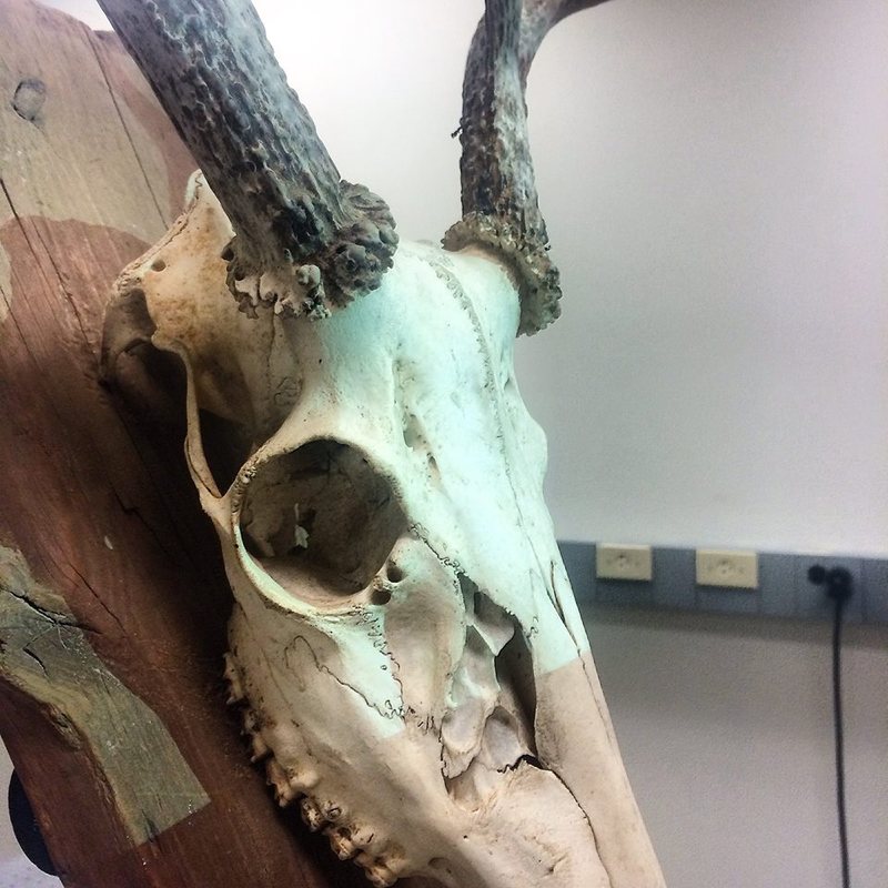 Rat With Antlers