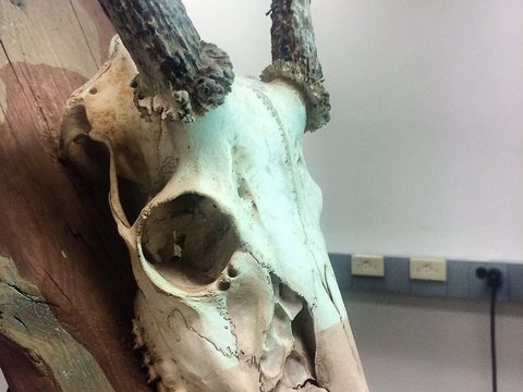 Rat With Antlers — view 1