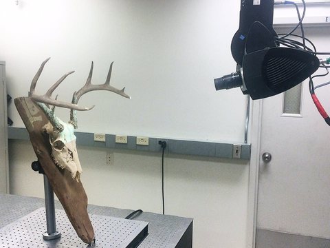 Rat With Antlers — view 3
