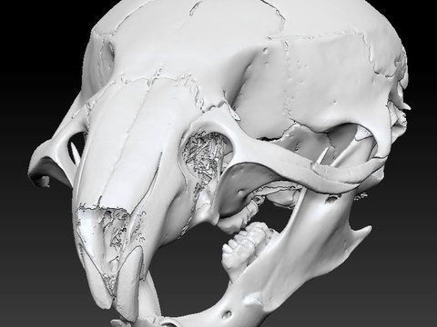 Rat With Antlers — view 5