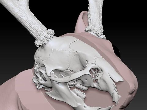 Rat With Antlers — view 7