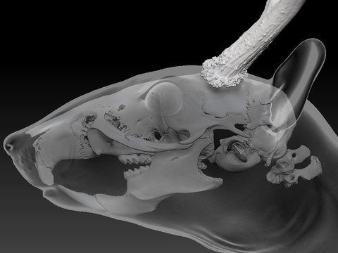 Rat With Antlers — view 10